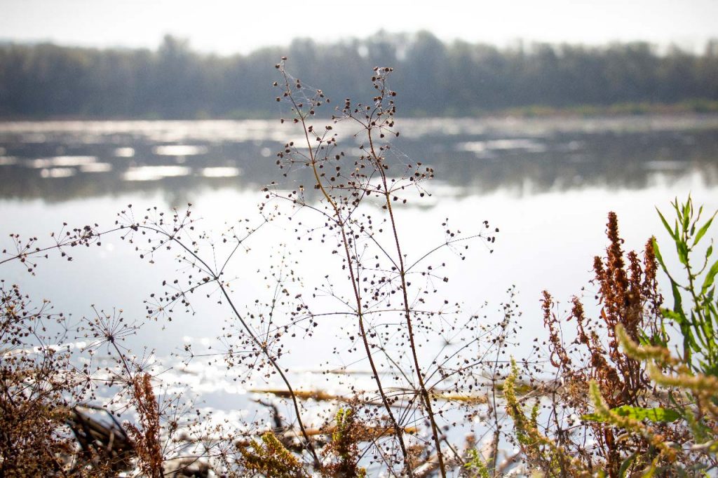 Foto af efterår i luften ved Årslev Engsø, Brabrand