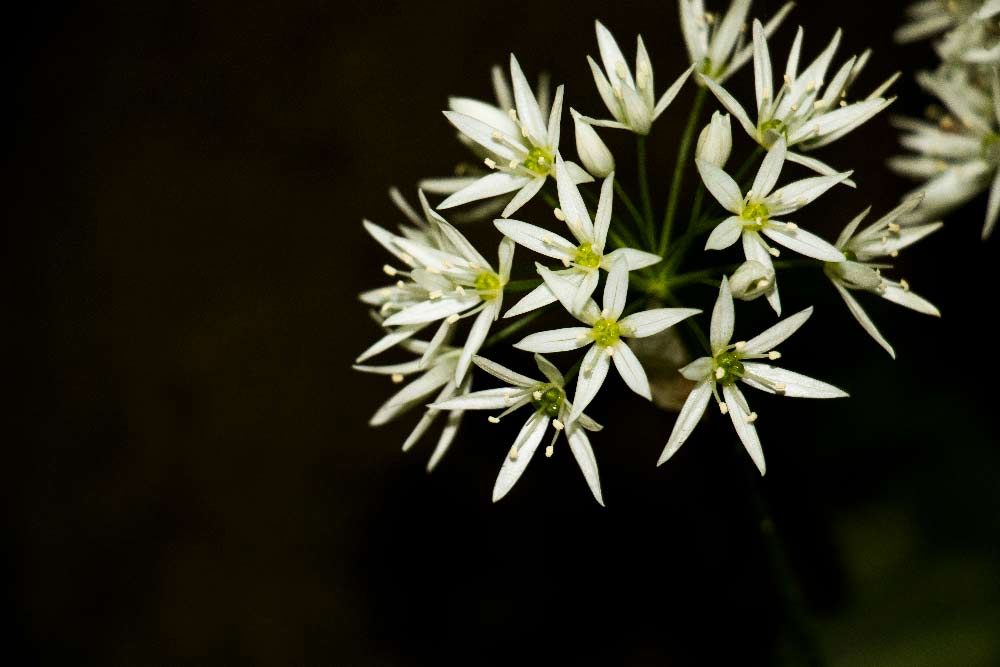 Billede af et enkelt blomstrende ramsløg i Riis Skov - nærbillede