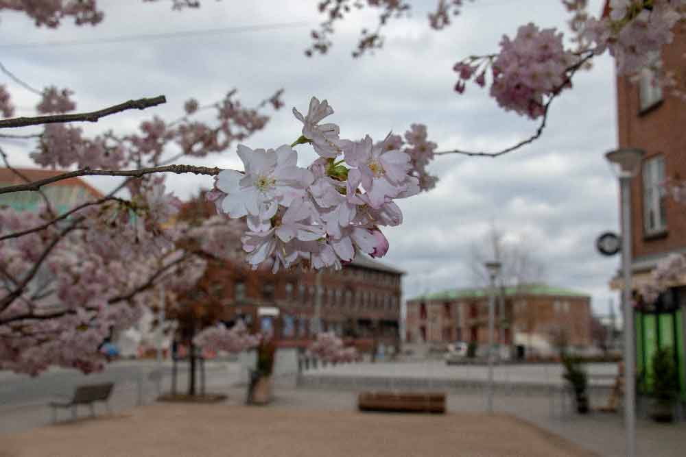 Billede af Aarhus by i tusmørke bag blomstrende kirsebærtræer på Fredens Torv i Aarhus C