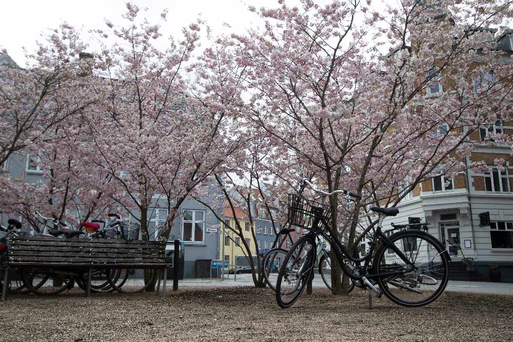 Billede af blomstrende kirsebærtræer på Fredens Torv i Aarhus C - lyddæmpende akustikbillede.