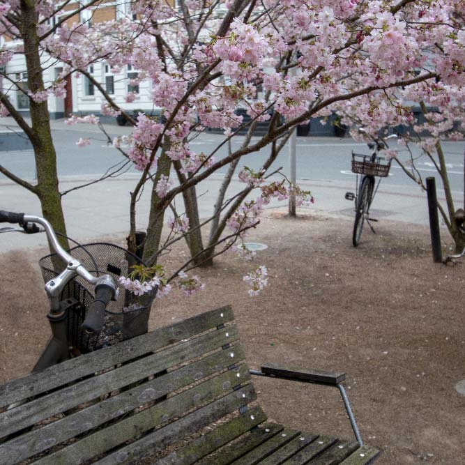 Dejligt billede af cykler under blomstrende kirsebærtræer på Fredens Torv i Aarhus C - lyddæmpende akustikbillede.