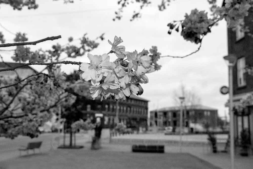 Foto af Aarhus by i tusmørke bag blomstrende kirsebærtræer på Fredens Torv i Aarhus C