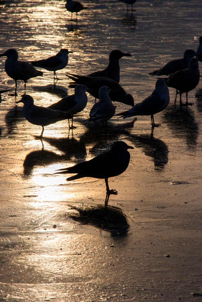Stort fint billede af fugle ved Brabrand Sø på is i modlys - god akustik.
