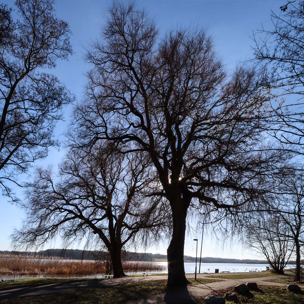 Brabrand Sø ved Aarhus - stort billede i modlys af de smukke vintertræer ved Brabrand Sø